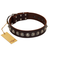 "Gothic Style" FDT Artisan Fancy Brown Leather Belgian Malinois Collar with Silver-Like Decorations  "Gothic Style" FDT Artisan Fancy Brown Leather Belgian Malinois Collar with Silver-Like Decorations