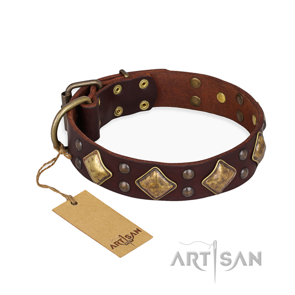 Comfy wearing stunning dog collar with rust resistant hardware