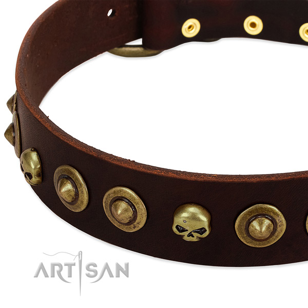 Remarkable studs on leather collar for your pet
