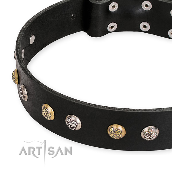 Full grain leather dog collar with remarkable corrosion resistant studs