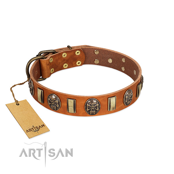 Incredible genuine leather dog collar for stylish walking