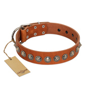 "Silver Spike" Handmade FDT Artisan Tan Leather Belgian Malinois Collar with Old Silver-Like Spikes  "Silver Spike" Handmade FDT Artisan Tan Leather Belgian Malinois Collar with Old Silver-Like Spikes