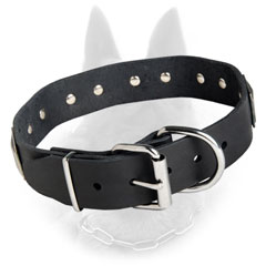 Belgian Malinois Buckled Leather Dog Collar Equipped with Nickel Covered Fittings