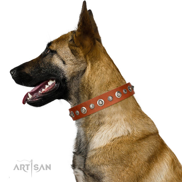 Top notch full grain leather dog collar with extraordinary embellishments