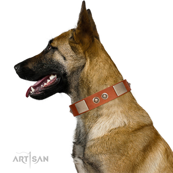 Corrosion resistant fittings on full grain natural leather dog collar for fancy walking