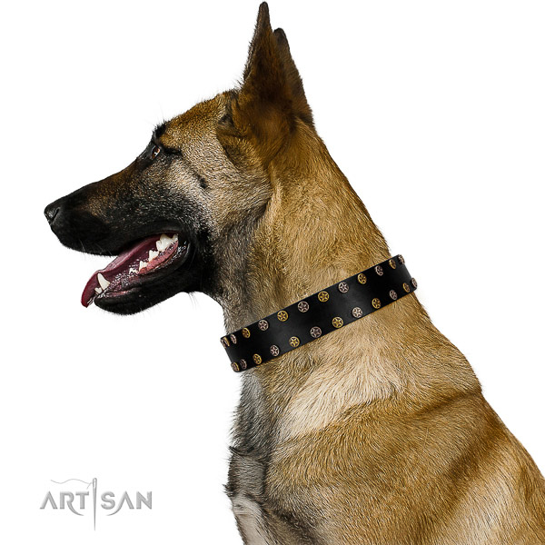 Impressive genuine leather dog collar with corrosion resistant adornments