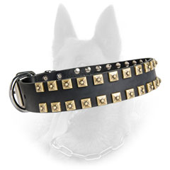 Belgian Malinois Leather Dog Collar with Brass Pyramids  and Nickel Covered Hardware