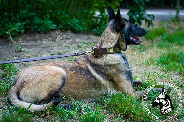 Belgian Malinois collar with strong buckle and D-ring