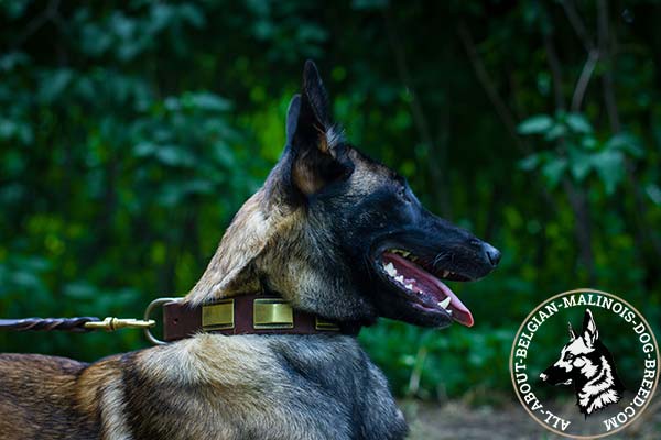 Daily Belgian Malinois leather collar with plates