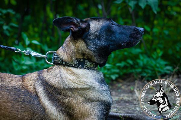 Belgian Malinois collar decorated with nickel decorations