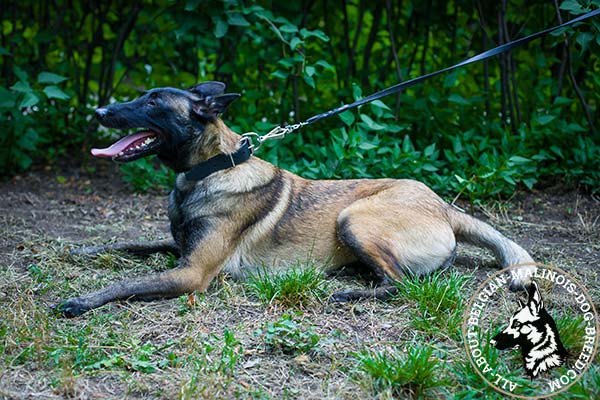 Belgian Malinois collar with strong buckle