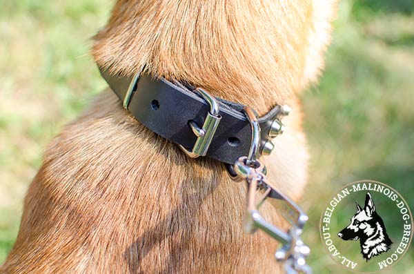 Belgian Malinois collar with sturdy fittings