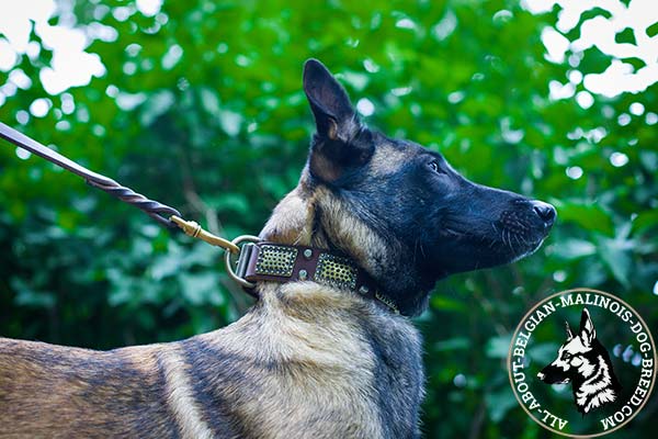Belgian Malinois collar with brass plates and nickel cones