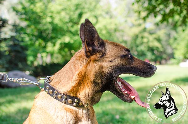 Belgian Malinois leather collar with brass studs and nickel cones