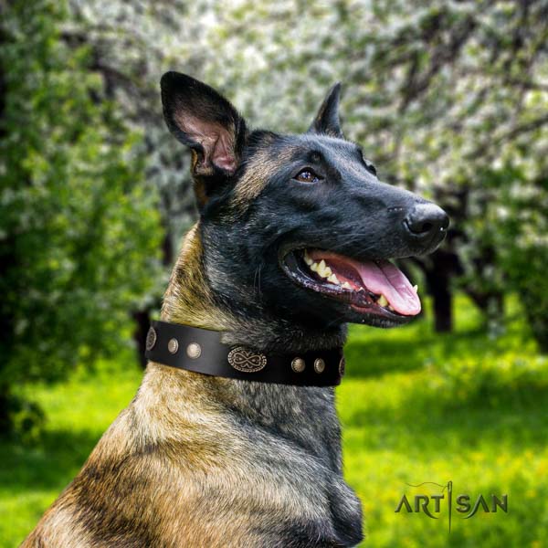 Belgian Malinois handy use leather collar for your beautiful dog