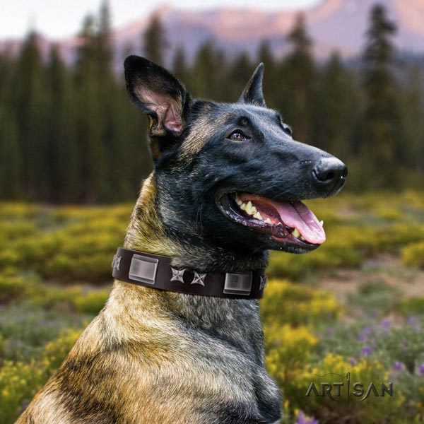Belgian Malinois comfortable wearing natural leather collar for your stylish pet