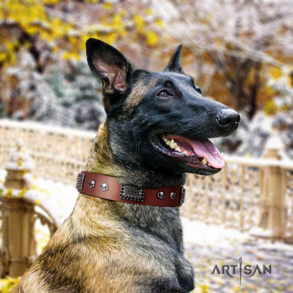 Belgian Malinois comfortable wearing full grain natural leather collar for your beautiful four-legged friend