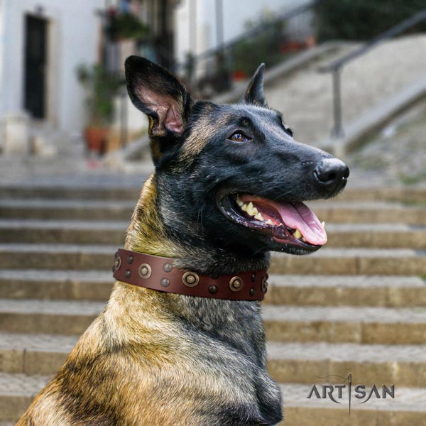 Belgian Malinois fancy walking full grain natural leather collar for your stylish canine