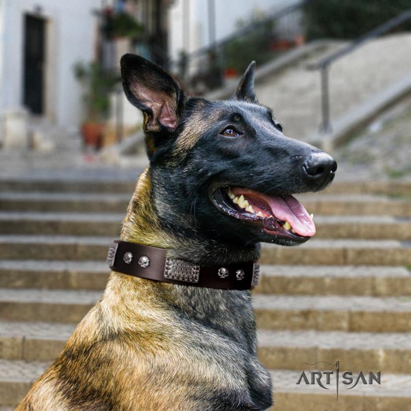 Belgian Malinois comfy wearing full grain leather collar for your beautiful doggie