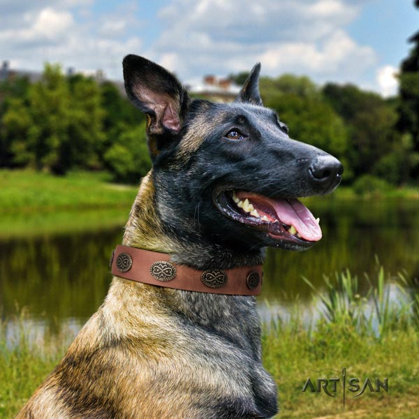 Belgian Malinois daily use natural leather collar for your beautiful four-legged friend