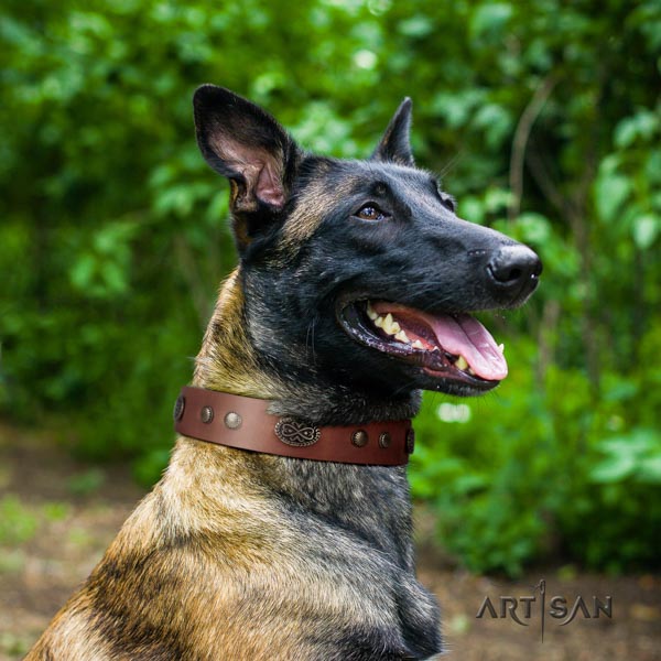 Belgian Malinois daily use full grain natural leather collar for your stylish doggie