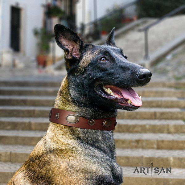 Belgian Malinois comfortable wearing genuine leather collar for your beautiful doggie