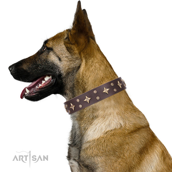 Belgian Malinois genuine leather collar with corrosion resistant buckle for comfy wearing