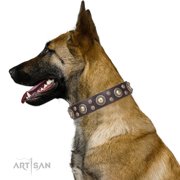 Belgian Malinois full grain genuine leather collar with rust-proof buckle for comfy wearing