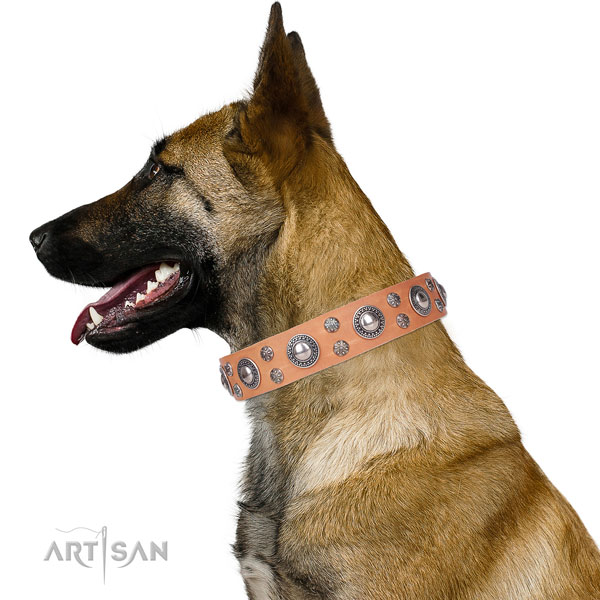 Belgian Malinois leather collar with corrosion proof fittings for stylish walking