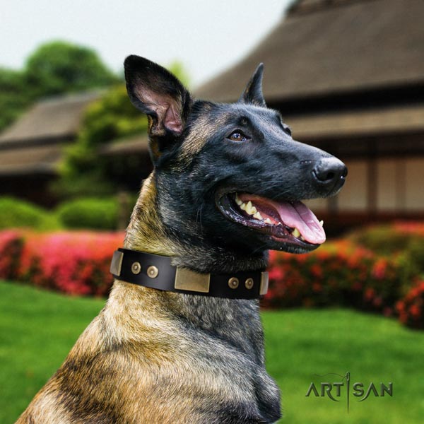 Belgian Malinois walking natural leather collar for your beautiful canine