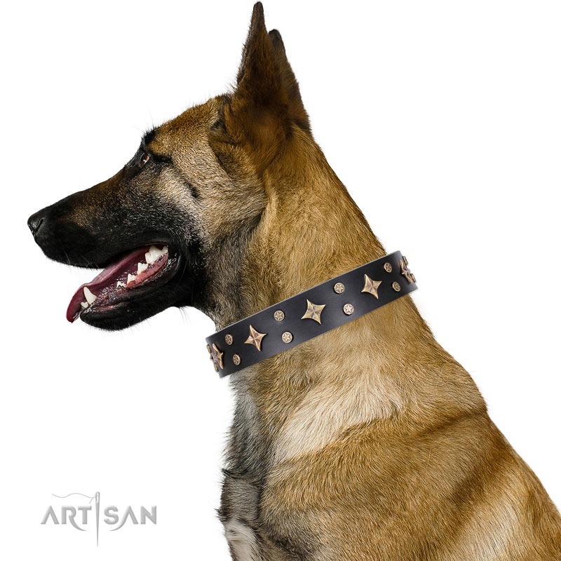 Belgian Malinois genuine leather collar with reliable traditional buckle for basic training