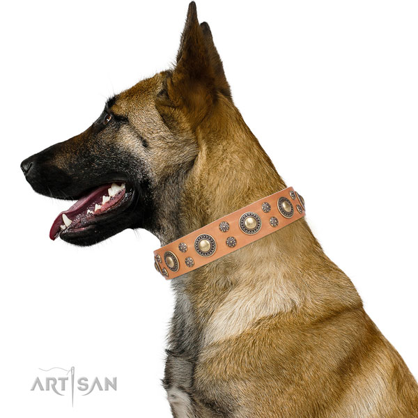 Belgian Malinois full grain genuine leather collar with reliable buckle for everyday walking