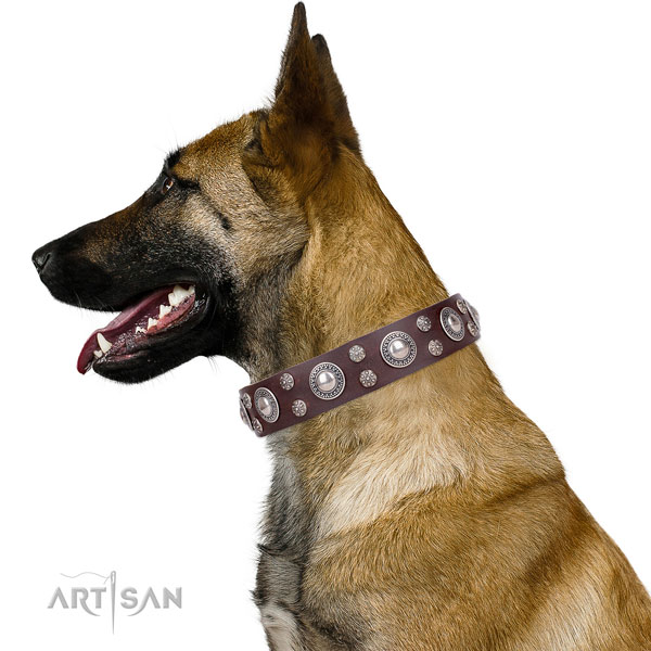 Belgian Malinois genuine leather collar with rust-proof D-ring for basic training