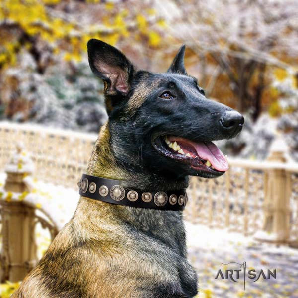 Belgian Malinois stylish walking natural leather collar for your lovely doggie
