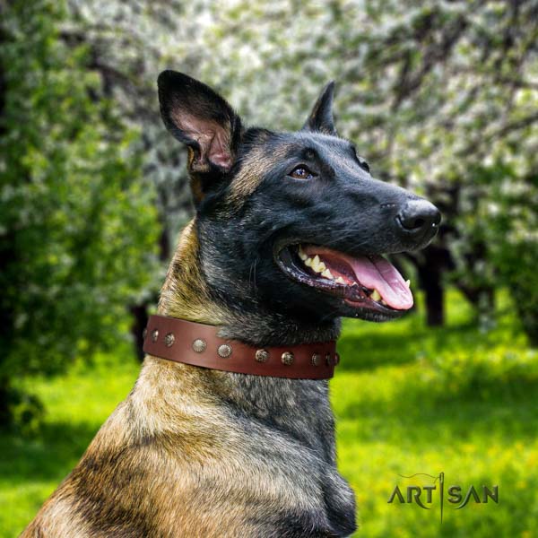 Belgian Malinois everyday walking full grain genuine leather collar for your impressive canine