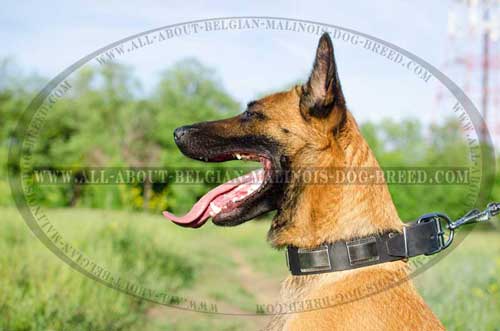 Belgian Malinois in Leather Dog Collar with Plates Carved at Their Edges