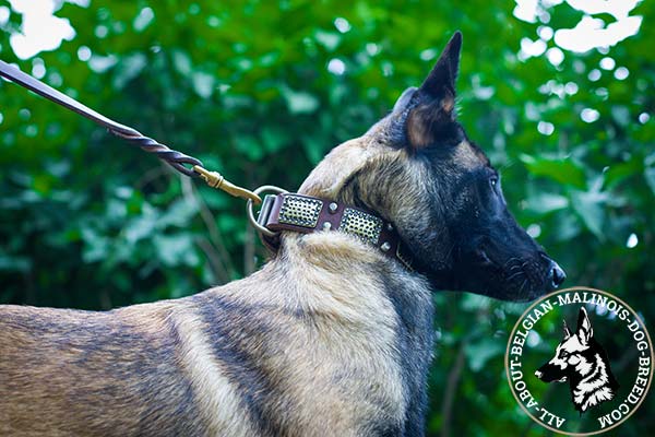 Belgian Malinois brown leather collar with strong quick release buckle for better comfort