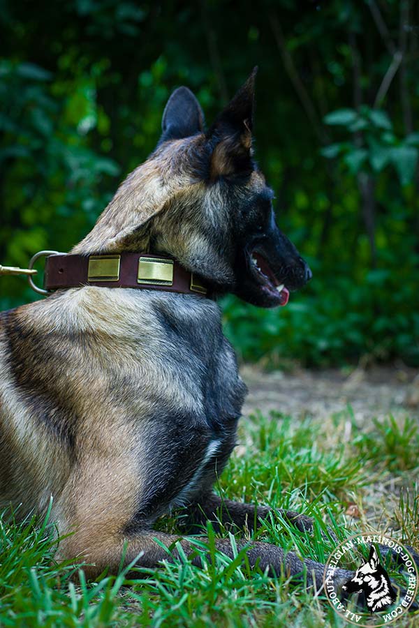 Belgian Malinois brown leather collar with elegant plates for daily walks