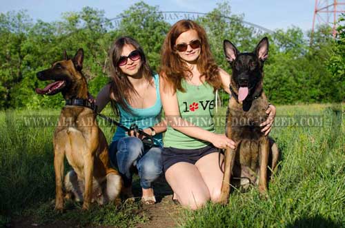 Belgian Malinoises in Our Buckled Leather Dog Collars Decorated with Nickel Covered Plates