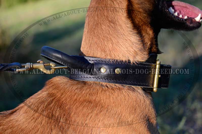Unmatchable Belgian Malinois Chewing Ball Rolling Feeder for Large Dogs :  Belgian Malinois Breed: Dog Harness, Belgian Malinois dog muzzle, Belgian  Malinois dog collar, Dog leash