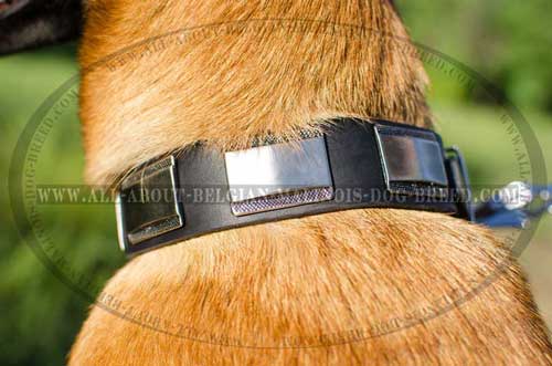 Leather Dog Collar with Decorative Nickel Plates on Belgian Malinois Neck
