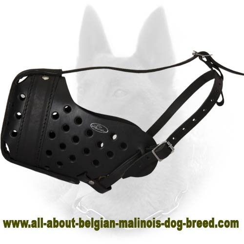 Leather Dog Muzzle Dondi Style For Belgian Malinois Belgian Malinois Breed Dog Harness Belgian Malinois dog muzzle Belgian Malinois dog collar Dog leash 2024 BUY NOW