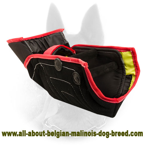 Cane Corso Breed: Dog Muzzle, Harness, Collar, Leash, Toys, Bite Sleeve