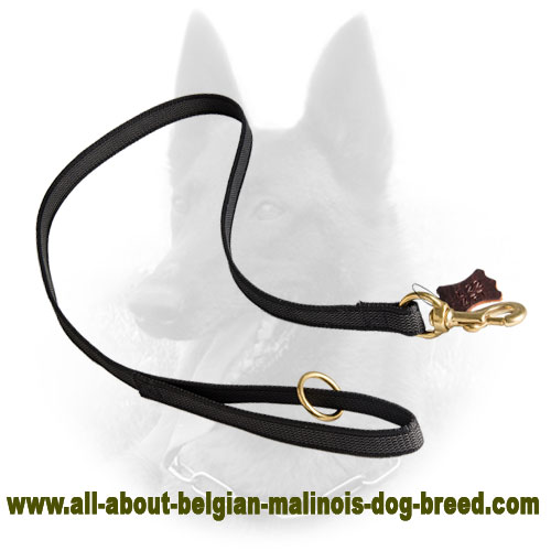 Belgian malinois best sale leash training