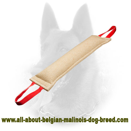 Belgian malinois 2024 super dog