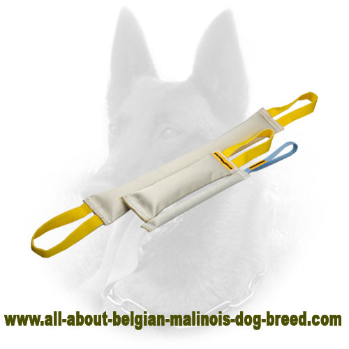 https://www.all-about-belgian-malinois-dog-breed.com/images/large/Puppy-Belgian-Malinois-Bite-Tug-Set-Fire-Hose-TE68_LRG.jpg