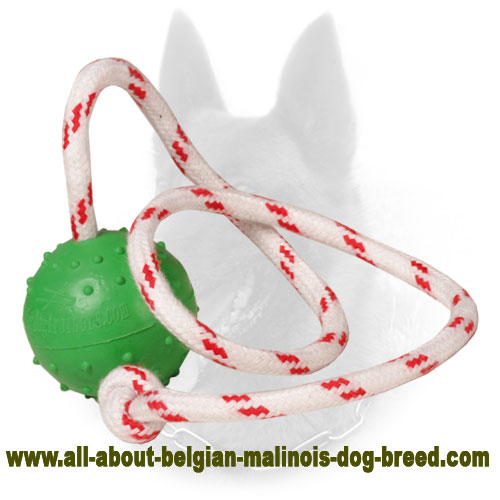 https://www.all-about-belgian-malinois-dog-breed.com/images/large/Rubber-Belgian-Malinois-Water-Ball-TT17_LRG.jpg