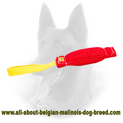 Belgian malinois biting store problem